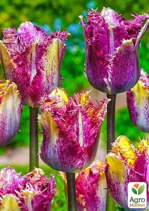 Тюльпан "Colour Fusion"