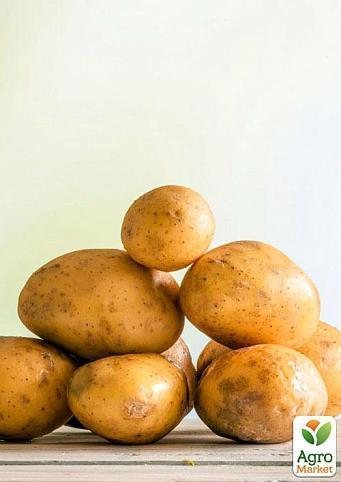 Семенной ранний картофель "Вивиана" (на варку, 1 репродукция) 3кг