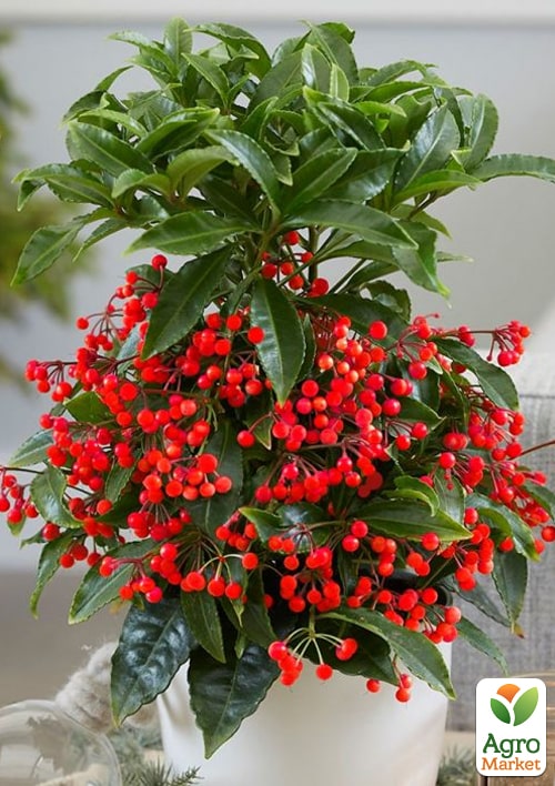 LMTD Ардис с ягодами 3-х летний "Crenata" (40-50см) - фото 6