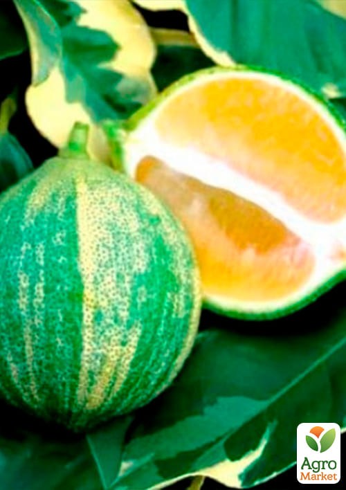 Лайм вариегатный "Tahiti Variegata" (очень сочный, ароматный плод) - фото 2