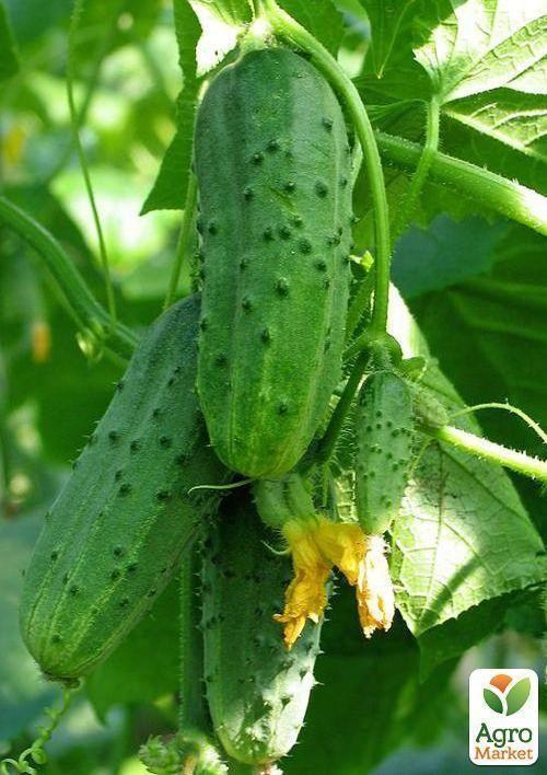 Огурец "Муравей F1" (Зипер) ТМ "Весна" 10шт - фото 3