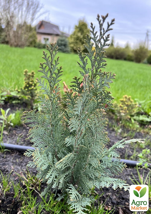 Кипарисовик Лавсона "Blom" (ком/сетка) высота 120-140см - фото 3