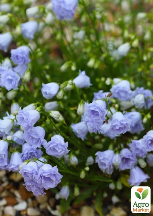 Кампанула махрова "Elizabeth Oliver" - фото 2