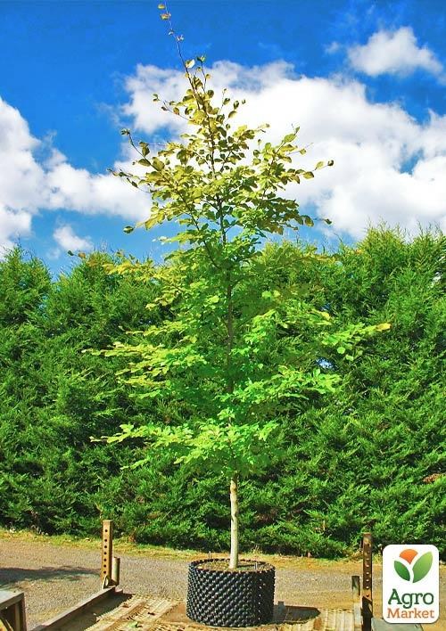 Бук європейський (Fagus sylvatica) С2 висота 40-50см - фото 5