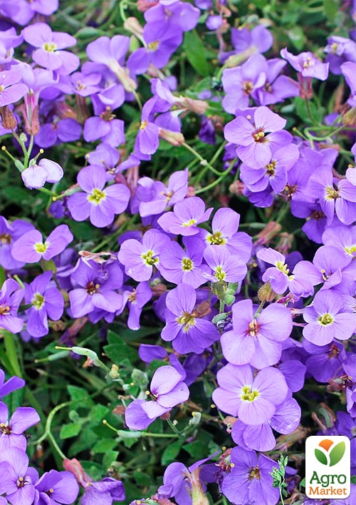 Обрієта "Blue Cascade" (контейнер Р9)  - фото 3