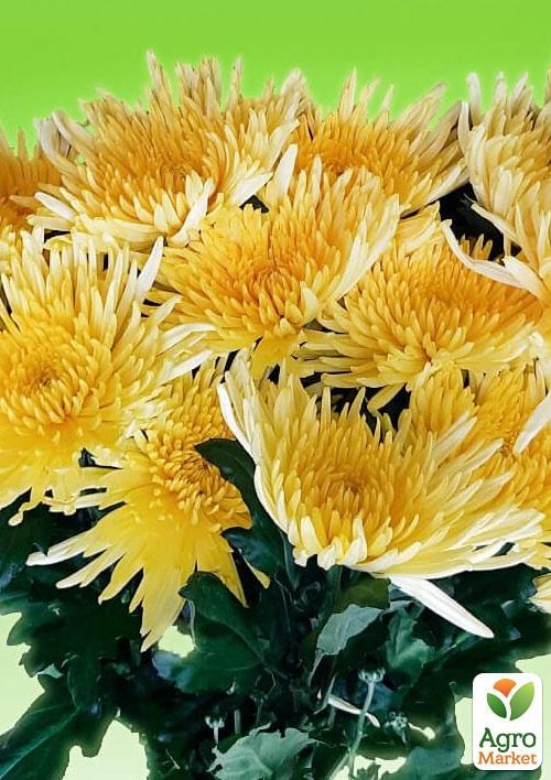 Хризантема  "Kodiak Yellow" (низкорослая среднецветковая)