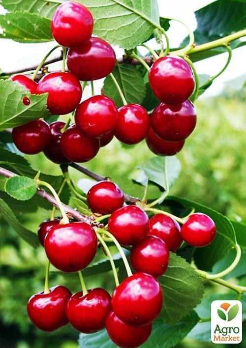 Вишня "Пам'яті Вавілова" (літній сорт, середній термін дозрівання)