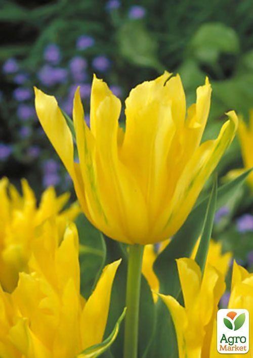 Тюльпан "Yellow Spider" (розмір 10/11, великий) 3шт в упаковці