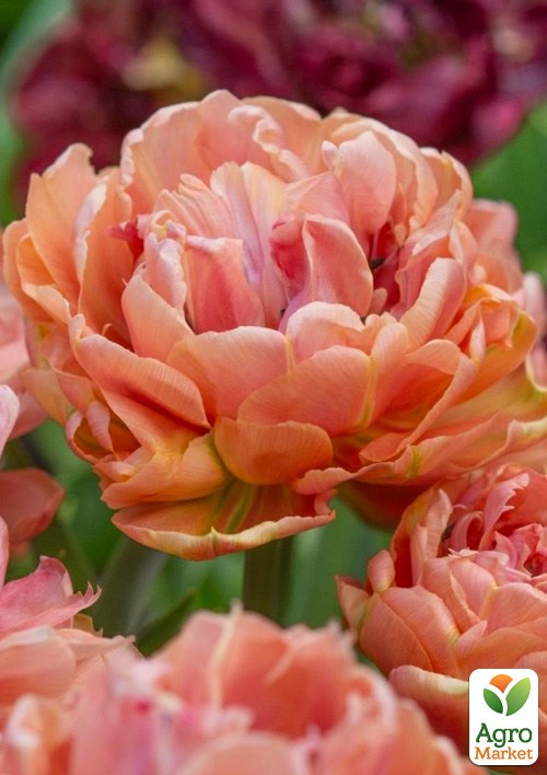 Тюльпан "Copper Image"