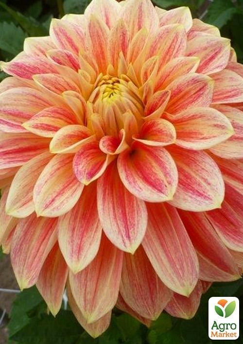 Георгина "Jowey Brochant"