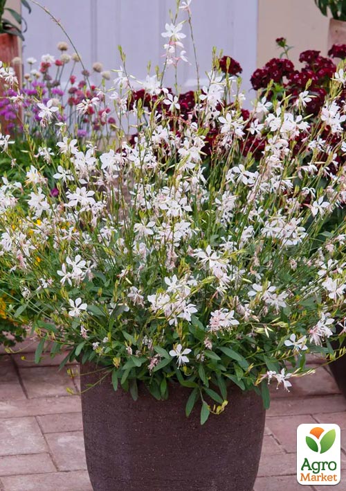 Гаура lindheimeri "Ellura White" (вазон С1.5, ефектна багаторічна рослина)