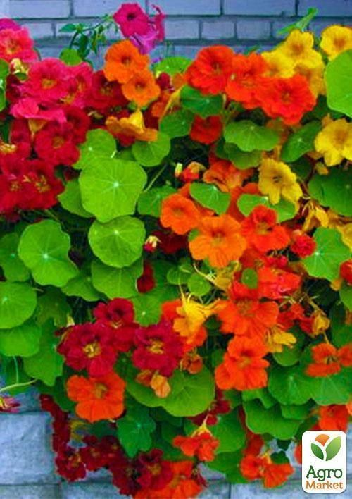 Настурція "Кучерява суміш" (Зипер) ТМ "Весна" 2г - фото 4