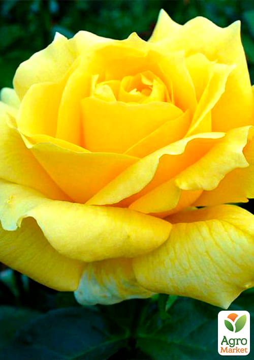 Роза чайно-гибридная "Ландора" (саженец класса АА+) высший сорт