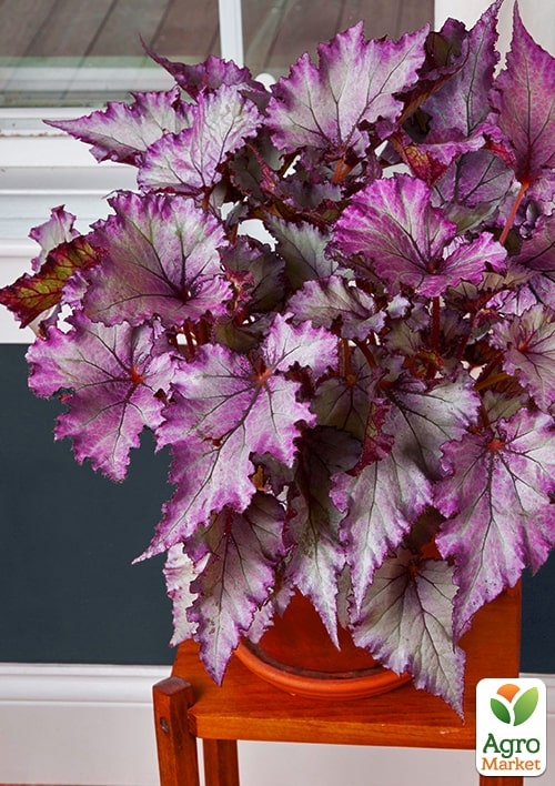 Бегония королевская REX "Tango" 20-30см - фото 6