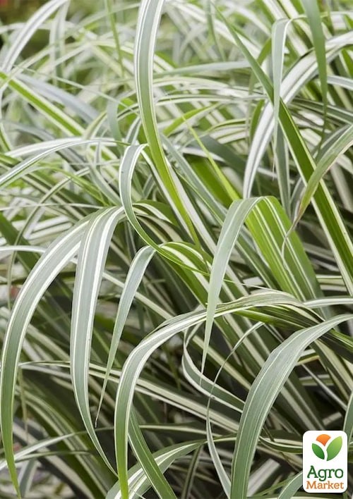 Мискантус китайский "Cabaret" С1.5 - фото 5