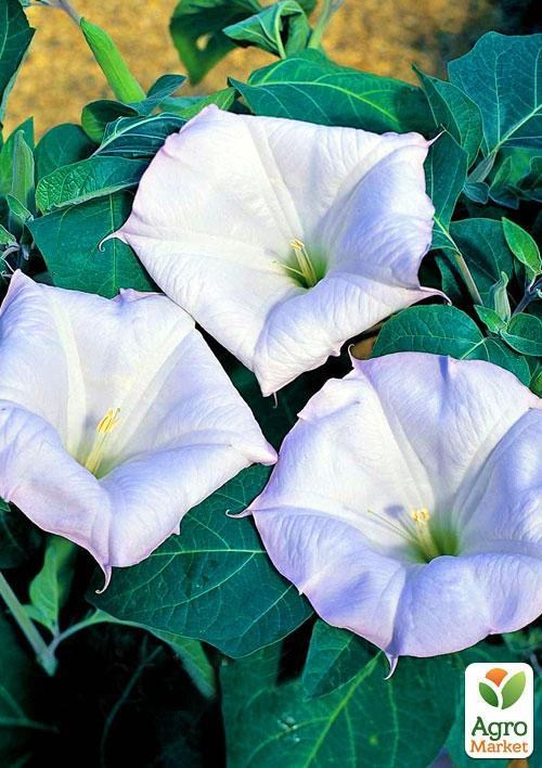 Датура "Блакитна" (Зипер) ТМ "Весна" 2г - фото 2