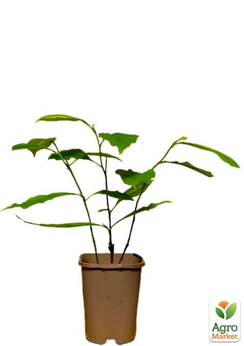 Магнолія 3-х річна Суланжа "Alexandrina" (висота 40-50см) - фото 3