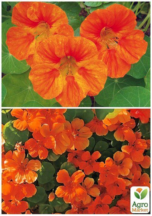 На развес Настурция "Оранжевый блеск" ТМ "Весна" цена за 3г - фото 4