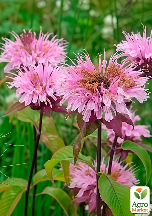 Бергамот (Монарда)  "Alexandra"