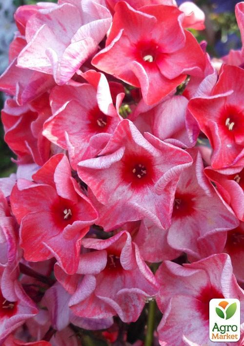 Флокс багаторічний "Ferris Wheel" 1шт в упаковці - фото 2