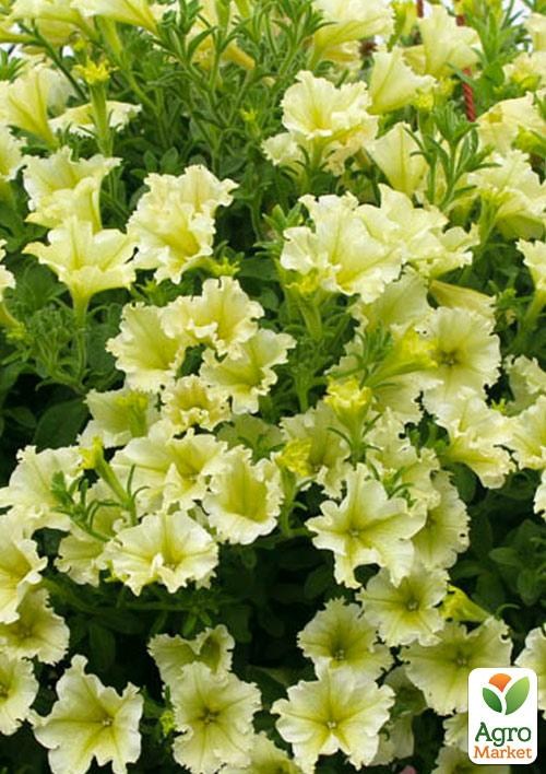 Сурфінія "Lime" (контейнер № 10, висота 10-15 см)