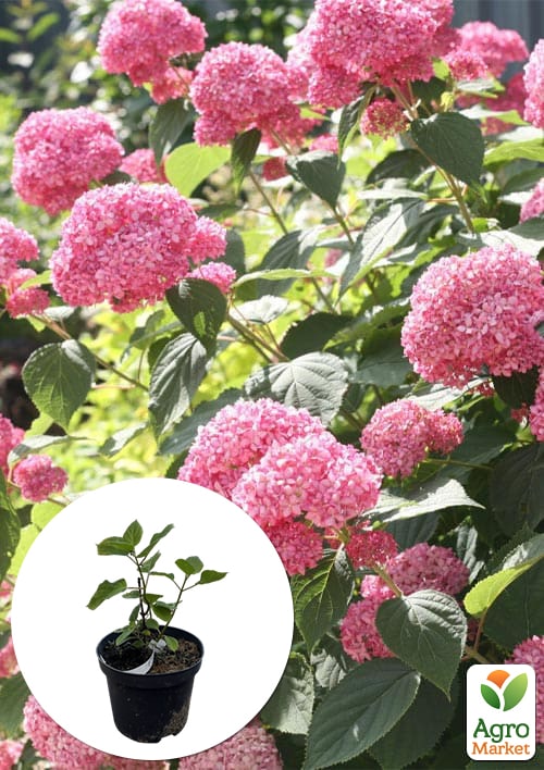 Гортензия 3-х летка древовидная "Pink Annabelle"