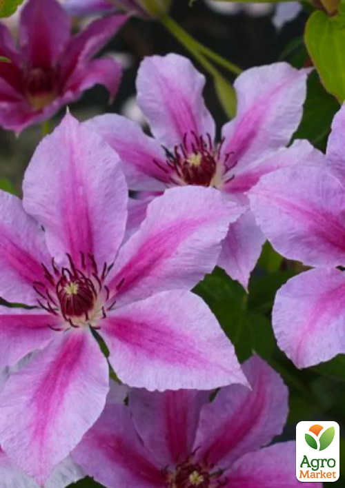 LMTD Клематис 3-х летний "Girenas" (высота 80-90 см) - фото 5