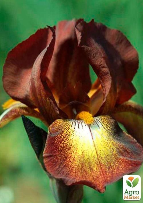 Ірис бородатий великоквітковий "Brown Spotted Yellow" 1шт в упаковці