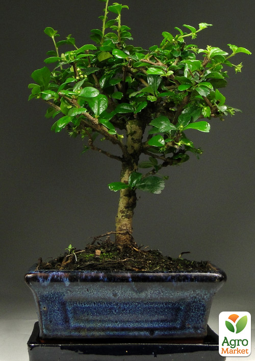 Бонсай "Carmona"