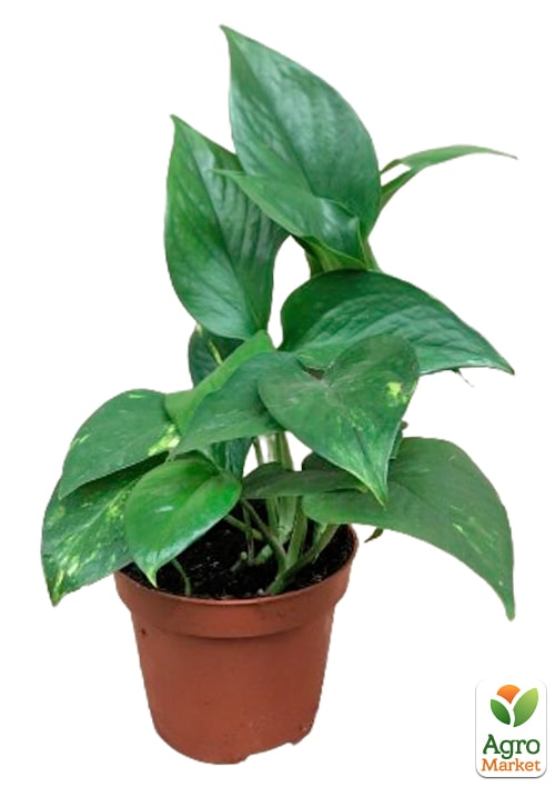 Епіпремнум "Aureum" - фото 5