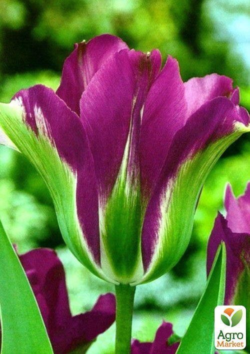 Тюльпан "Violet Bird" 3шт в упаковці