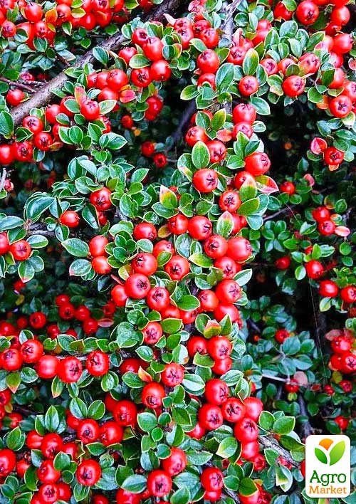 Кизильник горизонтальный медоносный "Joseph Decaisne"