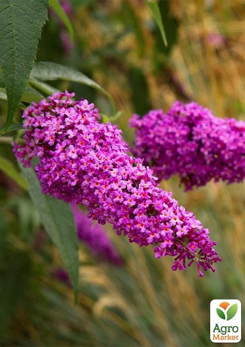 LMTD Буддлея Давида "Royal Red" висота 35-50см - фото 3