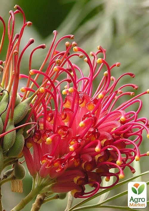 Гревиллея "Бенкс Форстер" ТМ "Vesna Exclusive" 2шт - фото 5