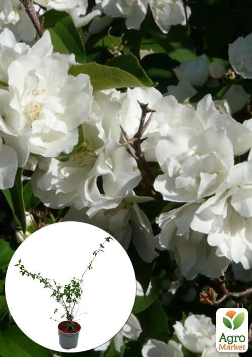 Жасмин гибридный садовый (чубушник) "Bouquet Blanc", С2