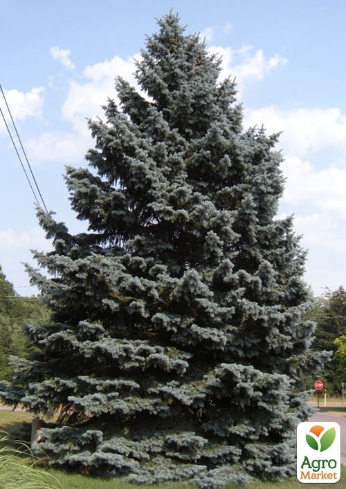 Ель колючая "Apache" С10, высота 70-90см - фото 2