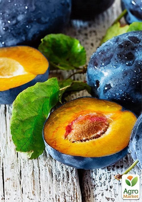 Слива "Лагидна" (летний сорт, ранний срок созревания)