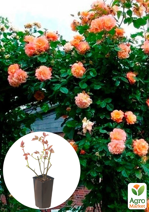 Роза плетистая "Алоха" в контейнере, высший сорт
