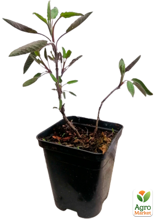 Шалфей лекарственный "Sālvia officinālis" - фото 2