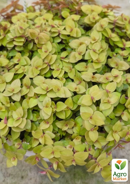 Каллизия ползучая "Gold" 