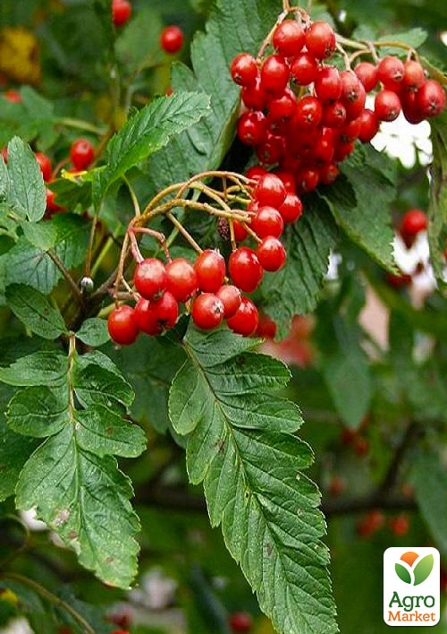 Рябина гибридная Дуболистная (Sorbus quercifolia)