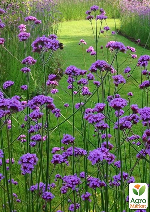 Вербена Бонарська (сухоцвіт, цвіте до заморозків) вазон Р9