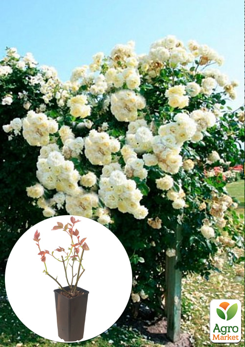 Роза плетистая "Elfe" в контейнере, высший сорт