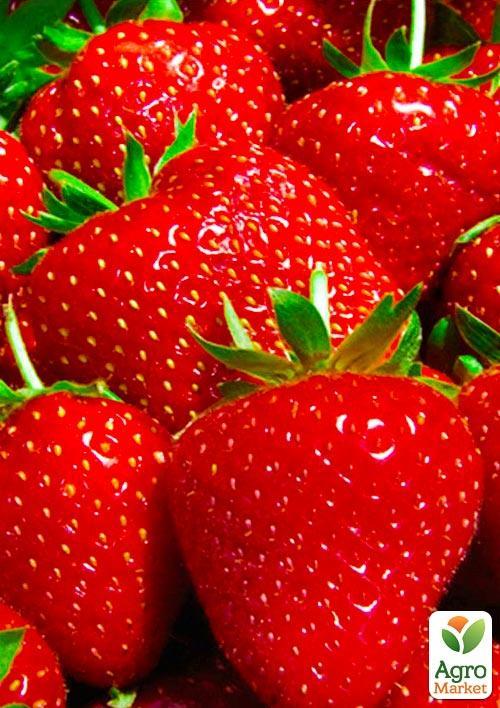 Клубника "Мальвина" (Malwina) (поздний срок созревания) 