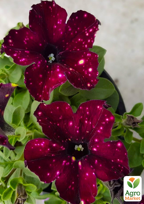 Петунія Alpetunia "Burgundy Sky"