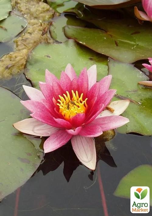 Нимфея "Лайдэкери Розэа"