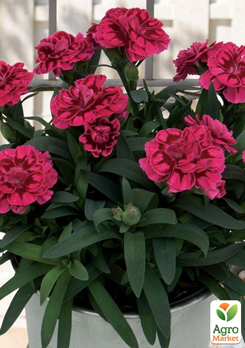 Гвоздика Махровая "Oscar Purple" 