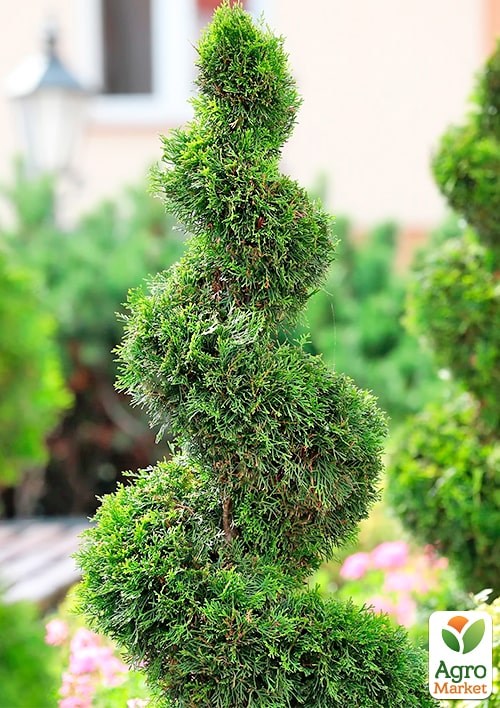 Туя западная "Smaragd" Спираль (высота 100-120см) - фото 2