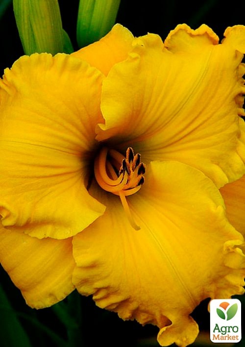 Лилейник "Bill Norris" 1шт в упаковке