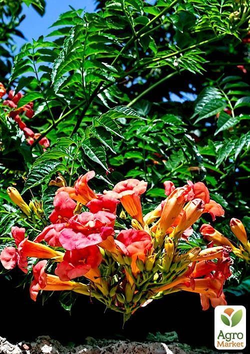 Кампсис укореняющийся